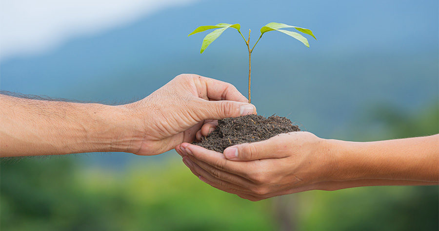 Duas mãos plantando árvores para a realização do seguro ambiental