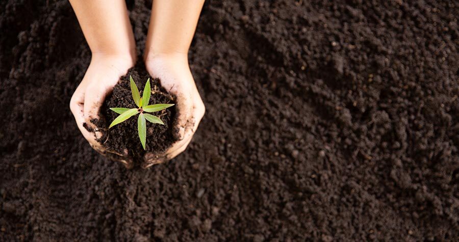 mãos segurando terra e uma pequena planta demostrando a poluição do solo